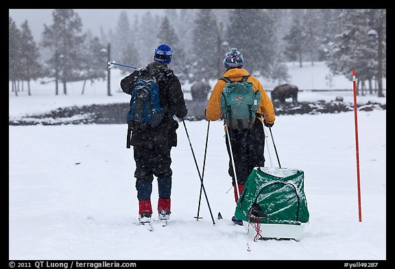 Skiers and bisons. Yellowstone National Park (color)