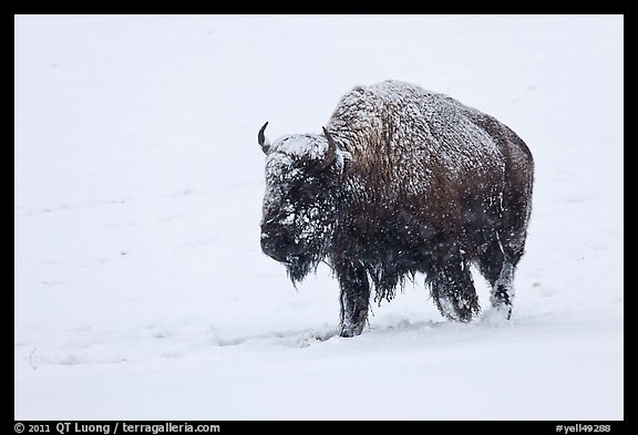 Snow-covered bison walking. Yellowstone National Park, Wyoming, USA.