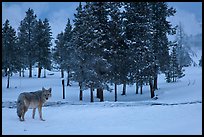 Coyote in winter. Yellowstone National Park, Wyoming, USA. (color)