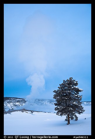 Pine tree and Old Faithful geyser in winter. Yellowstone National Park, Wyoming, USA.