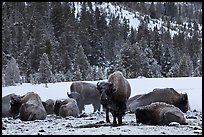 Bison herd on a warmer patch in winter. Yellowstone National Park, Wyoming, USA.