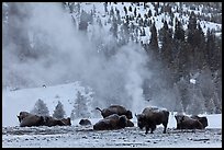 Bisons with thermal plume behind in winter. Yellowstone National Park, Wyoming, USA.