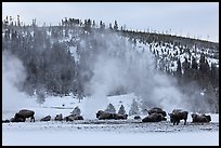 Buffalo herd and Geyser Hill in winter. Yellowstone National Park ( color)