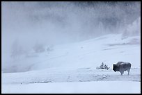 Lone bison and thermal steam. Yellowstone National Park, Wyoming, USA.