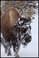 American bison with snow sticking on face. Yellowstone National Park, Wyoming, USA.