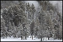 Wintry forest and steam. Yellowstone National Park, Wyoming, USA. (color)