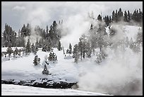 Steam and forest in winter. Yellowstone National Park, Wyoming, USA.