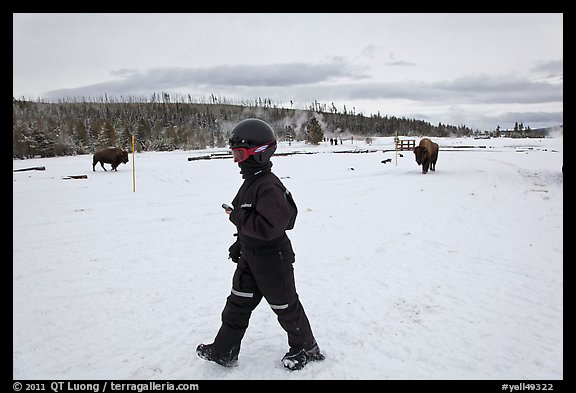 Child walking with buffaloes in the distance. Yellowstone National Park, Wyoming, USA.