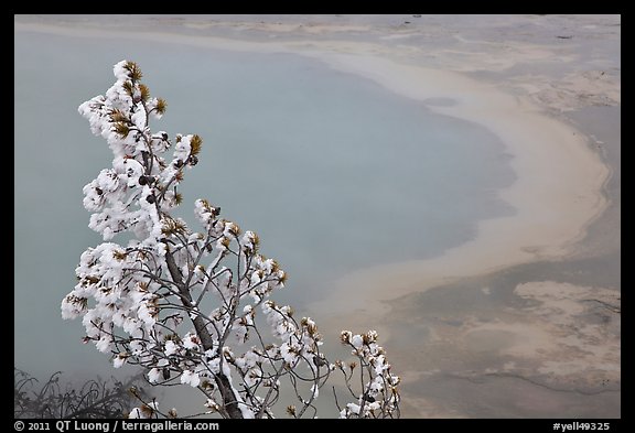 Frosted tree and thermal pool. Yellowstone National Park, Wyoming, USA.