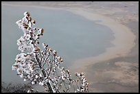 Frosted tree and thermal pool. Yellowstone National Park, Wyoming, USA.