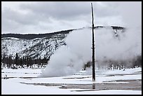 Tree skeleton and thermal steam, Biscuit Basin. Yellowstone National Park, Wyoming, USA. (color)