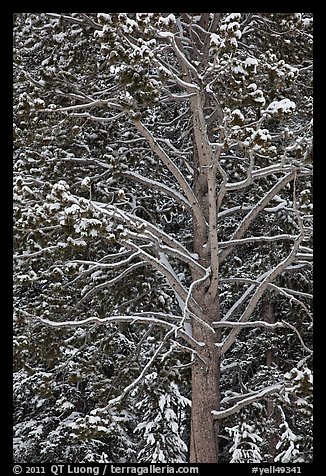 Close up of tree with snow. Yellowstone National Park, Wyoming, USA.