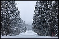 Snow-covered road. Yellowstone National Park, Wyoming, USA.