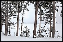 Trees on edge of Lewis Lake in winter. Yellowstone National Park, Wyoming, USA.