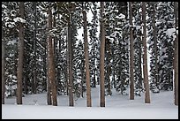 Pine forest in winter. Yellowstone National Park, Wyoming, USA.