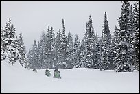 Snowmobiling on snowy day. Yellowstone National Park, Wyoming, USA.