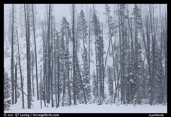 Forest in snow storm. Yellowstone National Park, Wyoming, USA.