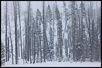Forest in snow storm. Yellowstone National Park, Wyoming, USA.