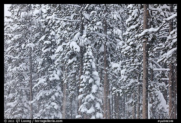 Forest with snow falling. Yellowstone National Park, Wyoming, USA.