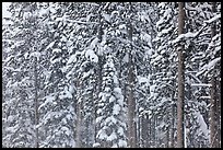 Forest with snow falling. Yellowstone National Park, Wyoming, USA.