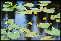 Water lillies in bloom, Isa Lake. Yellowstone National Park ( color)