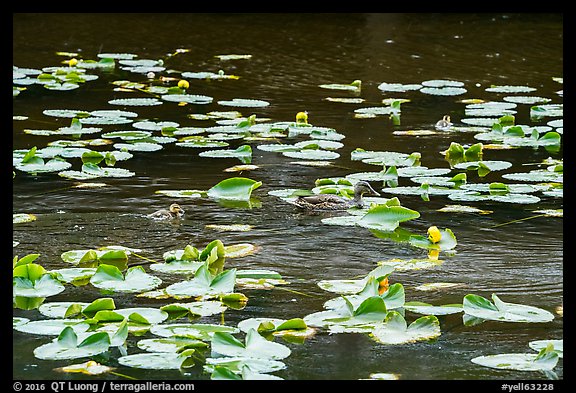 Duck and duckling amongst aquatic plants, Isa Lake. Yellowstone National Park (color)