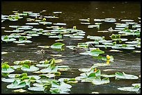 Duck and duckling amongst aquatic plants, Isa Lake. Yellowstone National Park ( color)