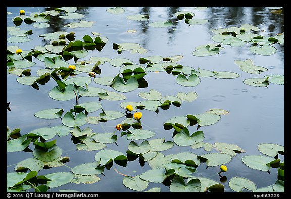 Water lillies and raindrops, Isa Lake. Yellowstone National Park (color)