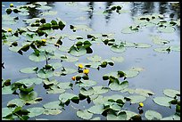 Water lillies and raindrops, Isa Lake. Yellowstone National Park ( color)