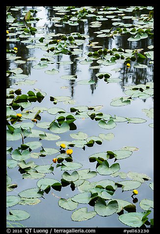 Water lillies, raindrops, and reflections, Isa Lake. Yellowstone National Park (color)