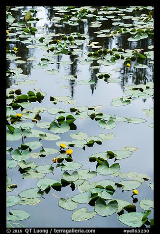 Water lillies, raindrops, and reflections, Isa Lake. Yellowstone National Park (color)