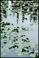 Water lillies, raindrops, and reflections, Isa Lake. Yellowstone National Park ( color)