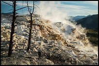 Canary Springs, morning. Yellowstone National Park ( color)