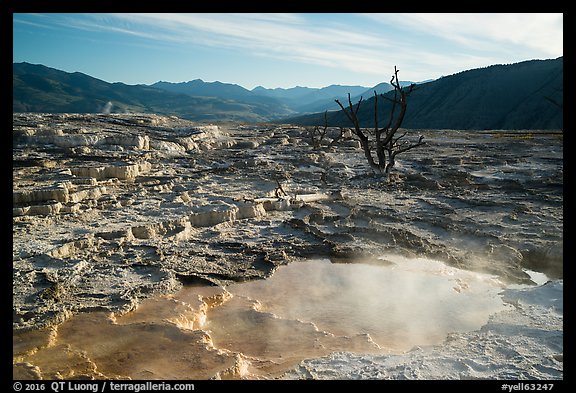 Pool, travertine terraces, and dead trees, Mammoth Hot Springs. Yellowstone National Park (color)
