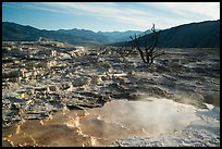 Pool, travertine terraces, and dead trees, Mammoth Hot Springs. Yellowstone National Park ( color)