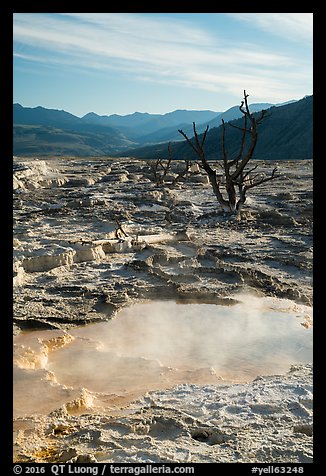 Main Terrace, Mammoth Hot Springs, morning. Yellowstone National Park (color)