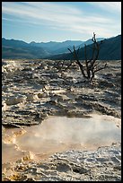 Main Terrace, Mammoth Hot Springs, morning. Yellowstone National Park ( color)
