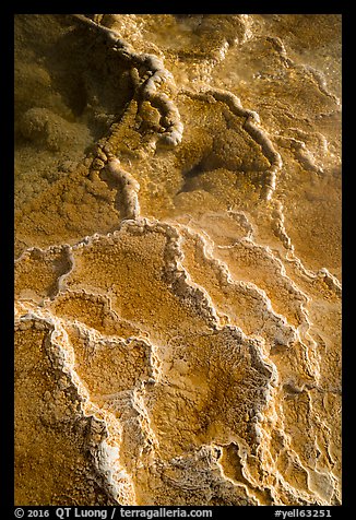 Detail of travertine terraces, Mammoth Hot Springs. Yellowstone National Park (color)