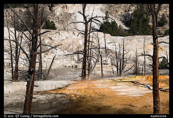 Angel Terrace, Mammoth Hot Springs. Yellowstone National Park, Wyoming, USA.