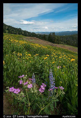 Wildflower meadow, Dunraven Pass. Yellowstone National Park (color)