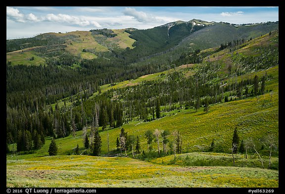 Mount Washburn. Yellowstone National Park (color)