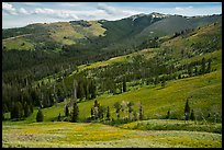 Mount Washburn. Yellowstone National Park ( color)