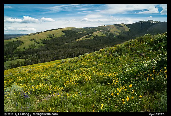 Carpets of wildflowers below Mount Washburn. Yellowstone National Park (color)