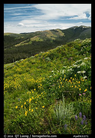 Summer wildflowers and Mount Washburn. Yellowstone National Park (color)