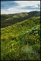 Yellowstone National Park Pictures - US National Parks stock photos ...