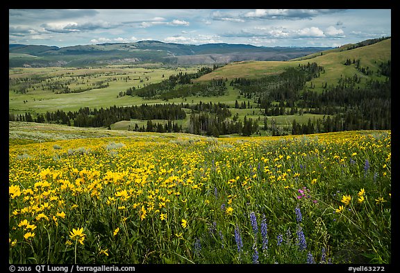 Summer wildflowers and Lamar Valley. Yellowstone National Park (color)