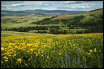 Summer wildflowers and Lamar Valley. Yellowstone National Park ( color)