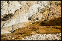 Dead trees and travertine, Palette Spring. Yellowstone National Park ( color)