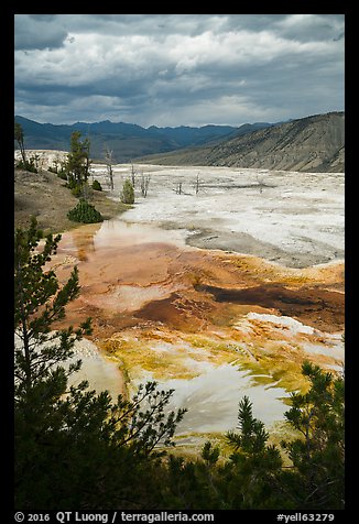 Main Terrace, afternoon, Mammoth Hot Springs. Yellowstone National Park (color)