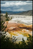 Main Terrace, afternoon, Mammoth Hot Springs. Yellowstone National Park ( color)